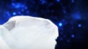 Stars_Align___-00481.jpg